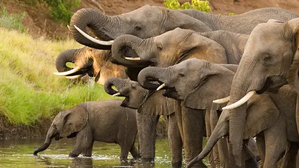 Kenya Announces Death Penalty for Poachers