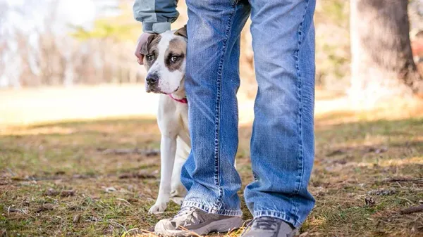 Classic Signs of Stress: How to Calm Your Anxious Dog